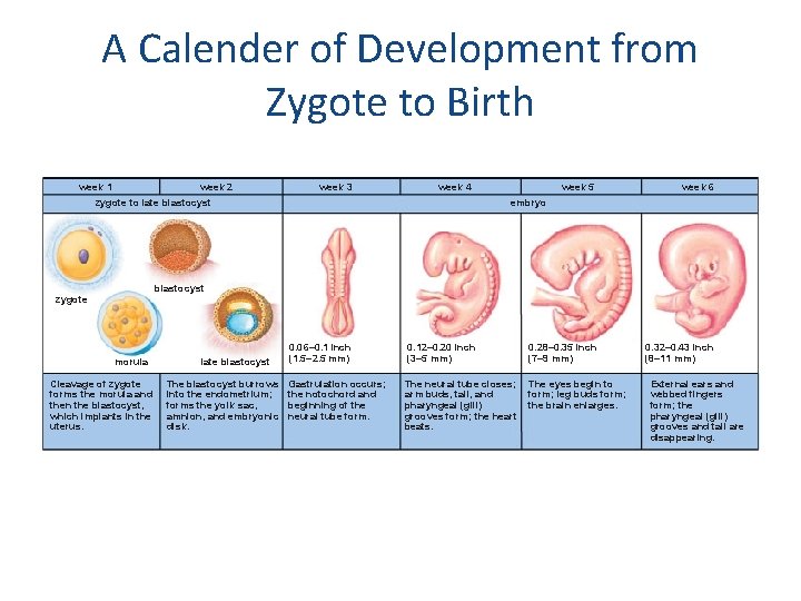 A Calender of Development from Zygote to Birth week 1 week 2 week 3