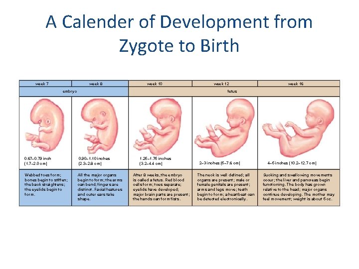 A Calender of Development from Zygote to Birth week 7 week 8 week 10