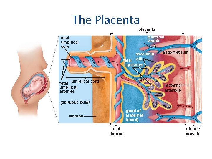 The Placenta placenta maternal venule fetal umbilical vein chorionic fetal villi capillaries umbilical cord