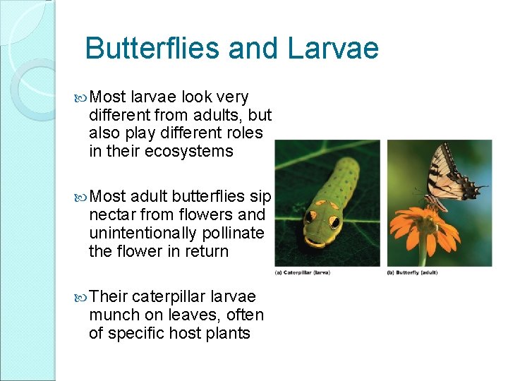 Butterflies and Larvae Most larvae look very different from adults, but also play different