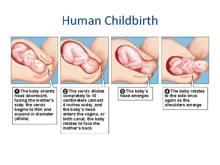 Human Childbirth 1 The baby orients head downward, facing the mother’s side; the cervix