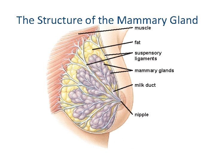 The Structure of the Mammary Gland muscle fat suspensory ligaments mammary glands milk duct