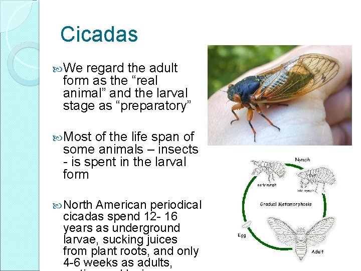 Cicadas We regard the adult form as the “real animal” and the larval stage