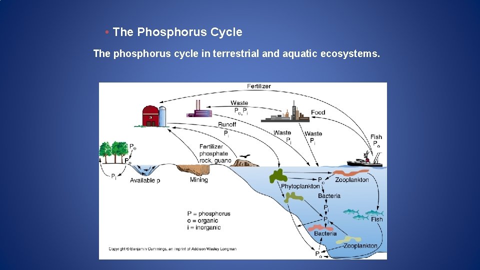  • The Phosphorus Cycle The phosphorus cycle in terrestrial and aquatic ecosystems. 