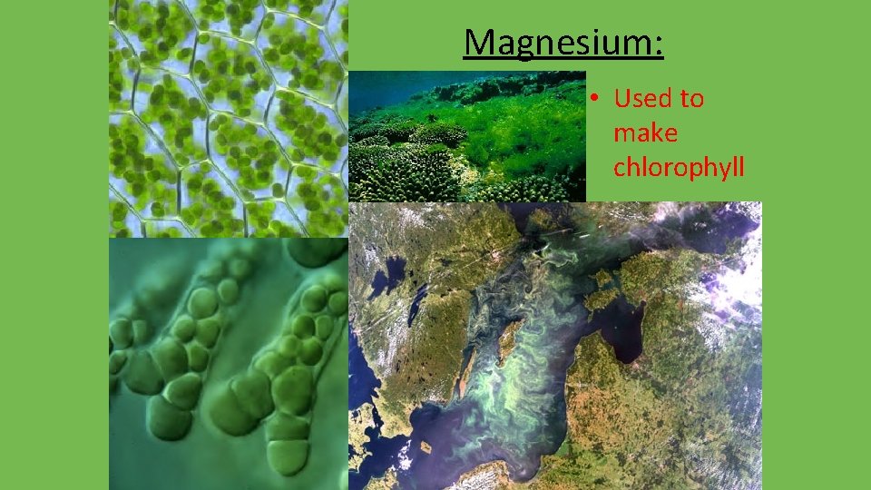 Magnesium: • Used to make chlorophyll 