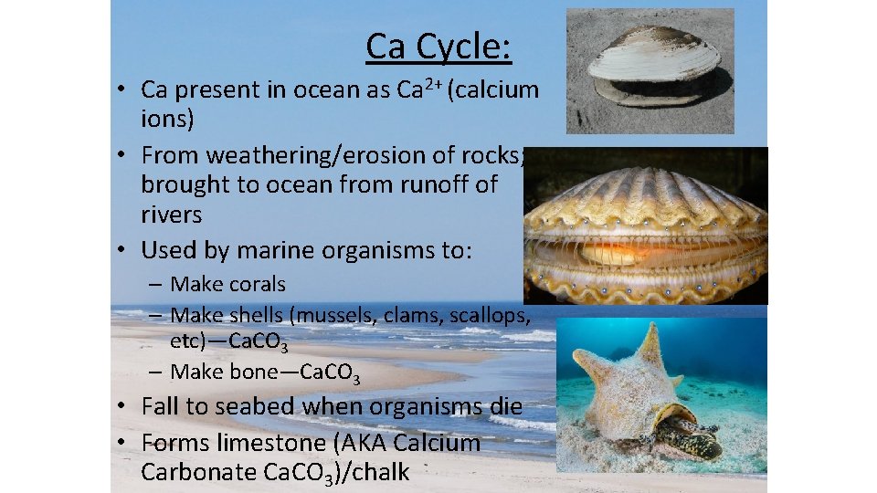 Ca Cycle: • Ca present in ocean as Ca 2+ (calcium ions) • From