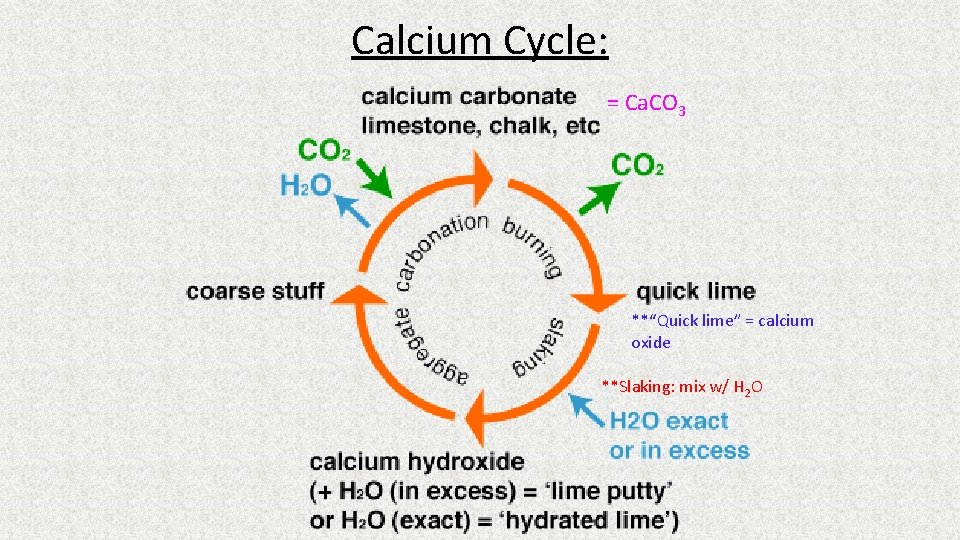 Calcium Cycle: = Ca. CO 3 **“Quick lime” = calcium oxide **Slaking: mix w/