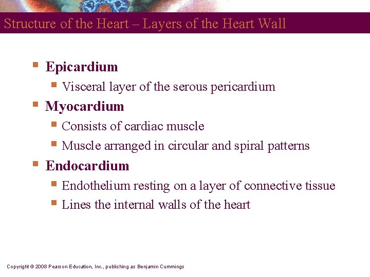 Structure of the Heart – Layers of the Heart Wall § Epicardium § Visceral