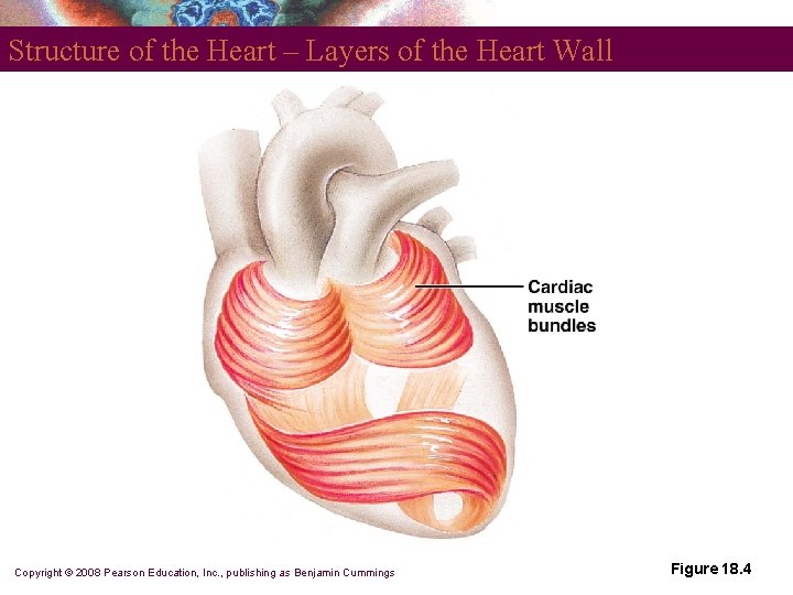 Structure of the Heart – Layers of the Heart Wall Copyright © 2008 Pearson