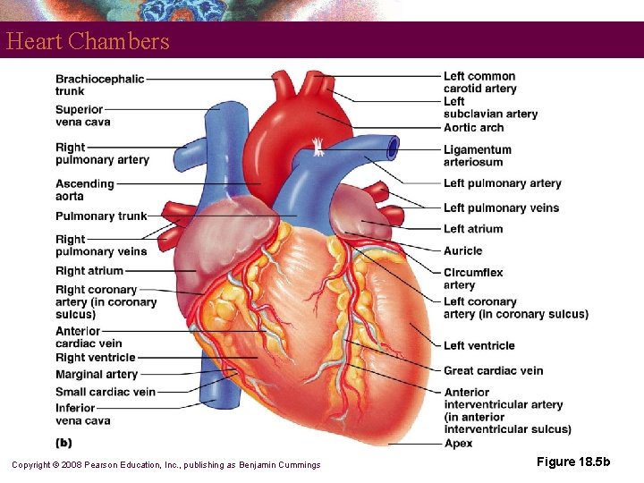 Heart Chambers Copyright © 2008 Pearson Education, Inc. , publishing as Benjamin Cummings Figure