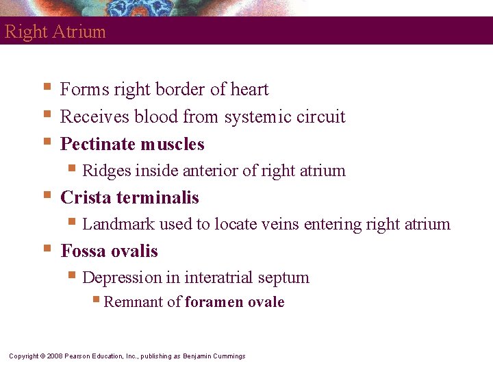 Right Atrium § § § Forms right border of heart Receives blood from systemic