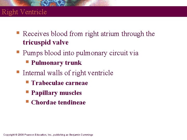 Right Ventricle § § Receives blood from right atrium through the tricuspid valve Pumps