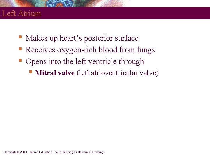 Left Atrium § § § Makes up heart’s posterior surface Receives oxygen-rich blood from