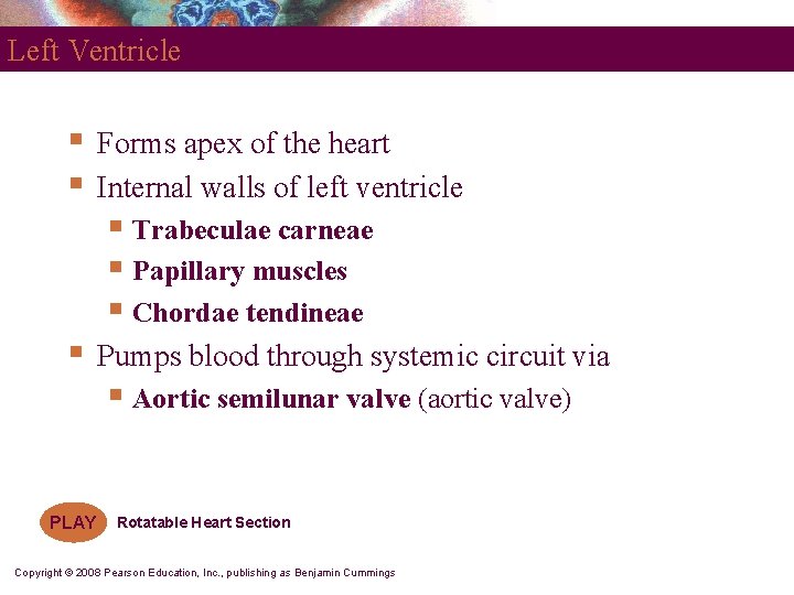 Left Ventricle § § Forms apex of the heart Internal walls of left ventricle