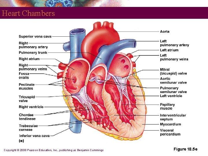 Heart Chambers Copyright © 2008 Pearson Education, Inc. , publishing as Benjamin Cummings Figure