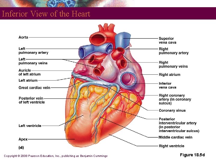 Inferior View of the Heart Copyright © 2008 Pearson Education, Inc. , publishing as