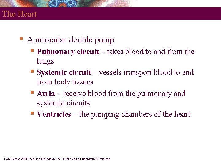 The Heart § A muscular double pump § Pulmonary circuit – takes blood to