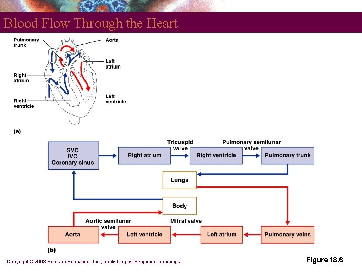 Blood Flow Through the Heart Copyright © 2008 Pearson Education, Inc. , publishing as