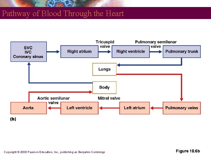 Pathway of Blood Through the Heart Copyright © 2008 Pearson Education, Inc. , publishing