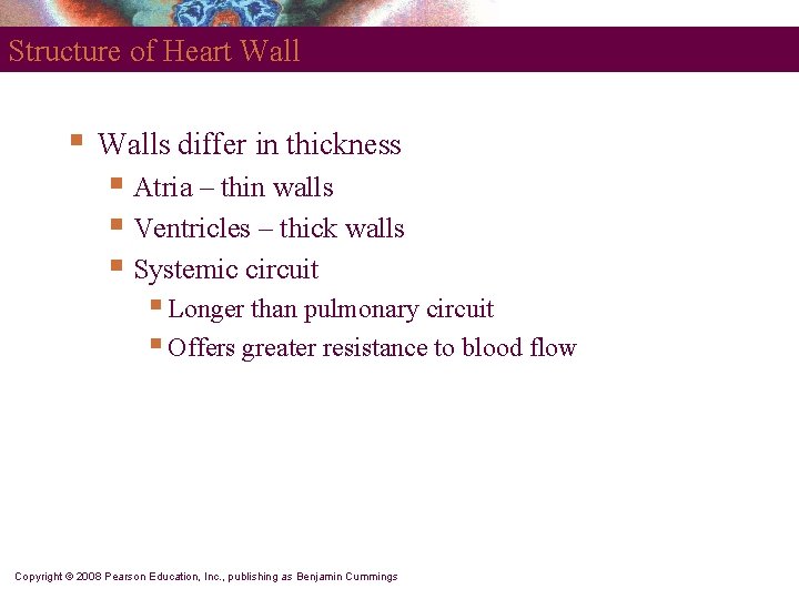 Structure of Heart Wall § Walls differ in thickness § Atria – thin walls