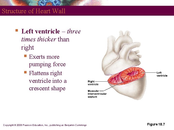 Structure of Heart Wall § Left ventricle – three times thicker than right §