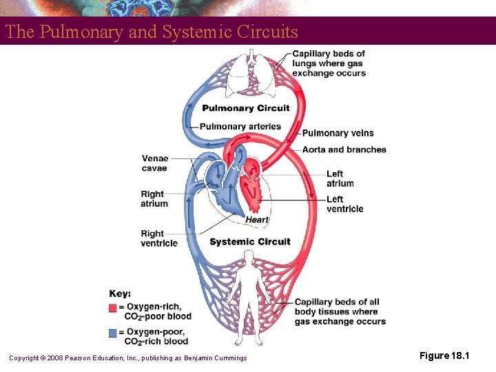 The Pulmonary and Systemic Circuits Copyright © 2008 Pearson Education, Inc. , publishing as