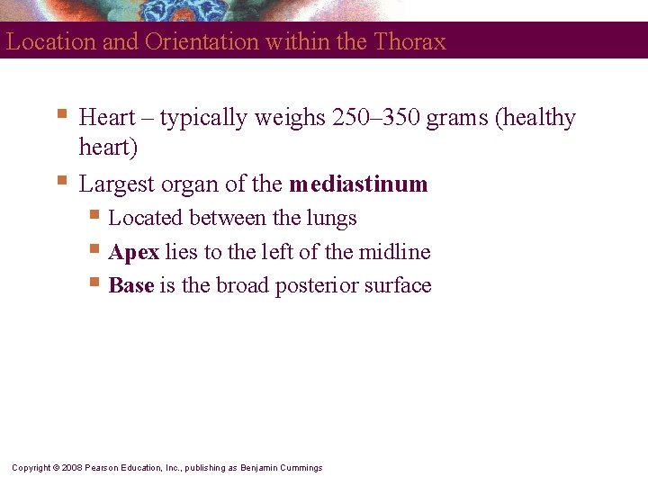 Location and Orientation within the Thorax § § Heart – typically weighs 250– 350