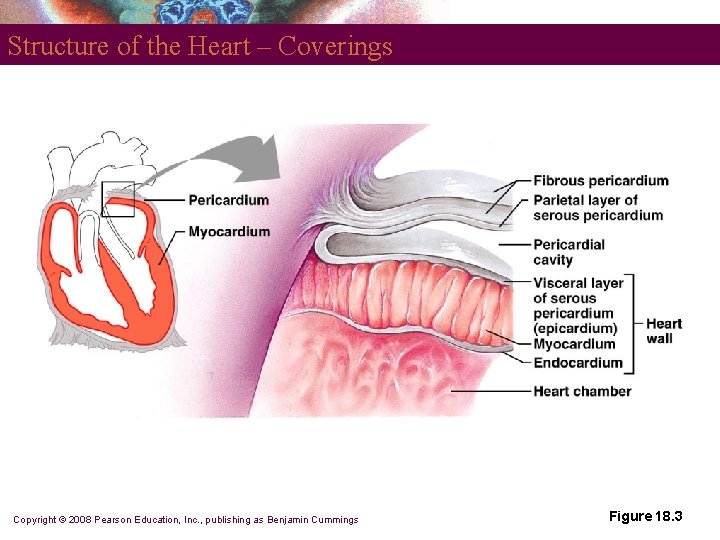 Structure of the Heart – Coverings Copyright © 2008 Pearson Education, Inc. , publishing