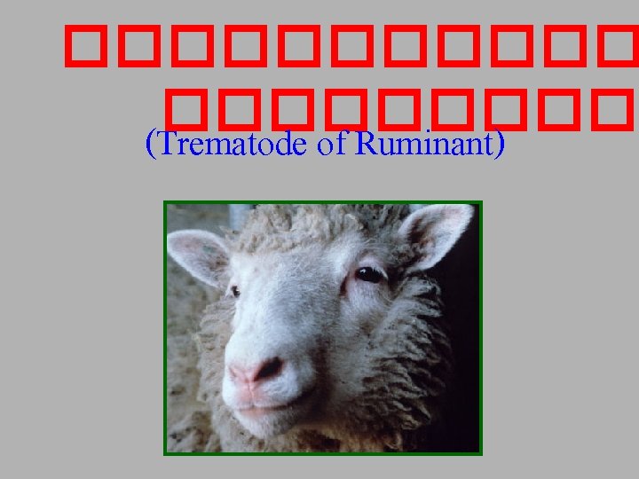 ������ (Trematode of Ruminant) 