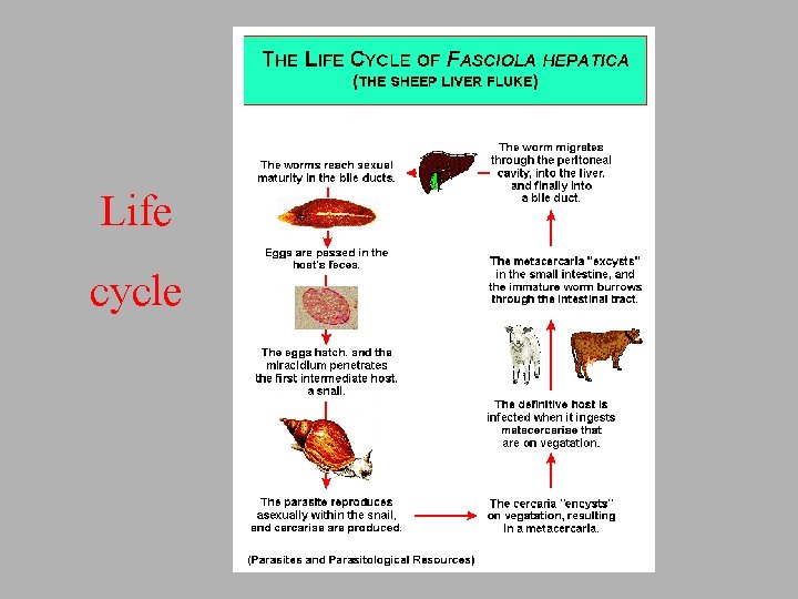 Life cycle 