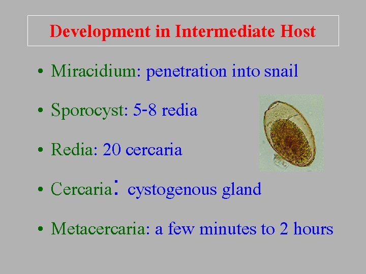 Development in Intermediate Host • Miracidium: penetration into snail • Sporocyst: 5 -8 redia