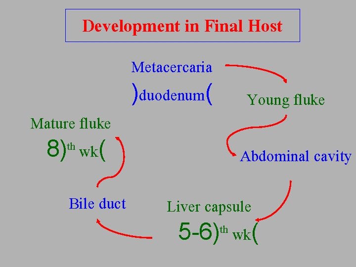 Development in Final Host Metacercaria )duodenum( Mature fluke th 8) wk( Bile duct Young