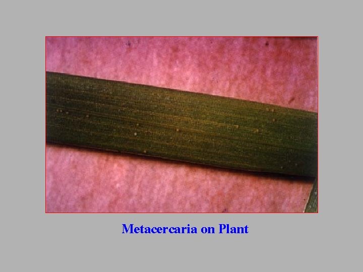 Metacercaria on Plant 