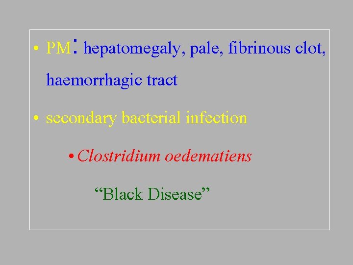  • PM: hepatomegaly, pale, fibrinous clot, haemorrhagic tract • secondary bacterial infection •