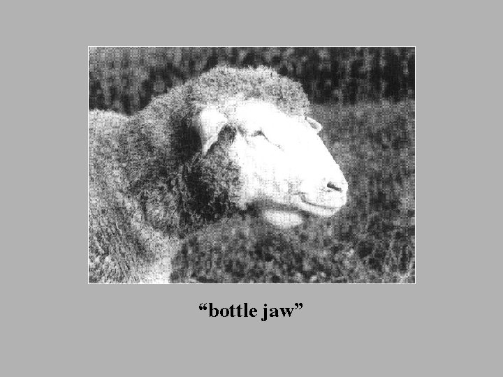 “bottle jaw” 