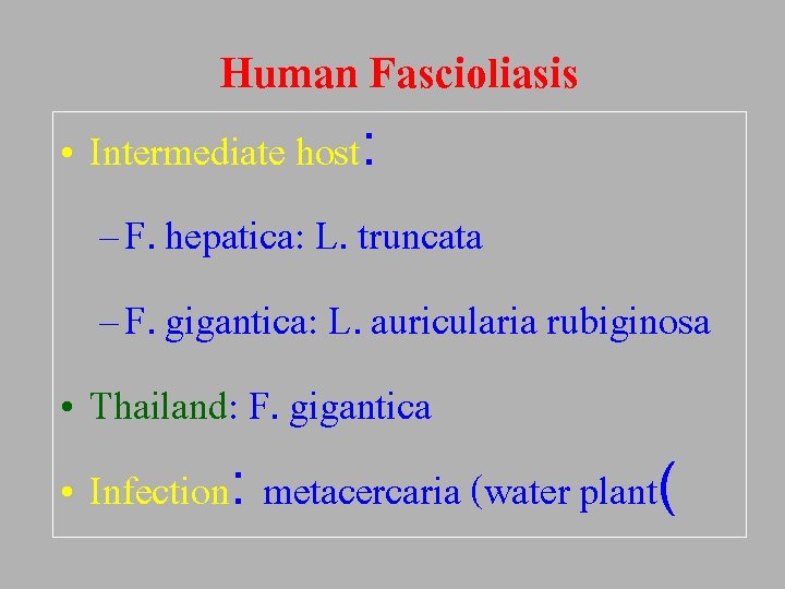 Human Fascioliasis • Intermediate host: – F. hepatica: L. truncata – F. gigantica: L.