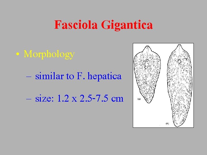 Fasciola Gigantica • Morphology – similar to F. hepatica – size: 1. 2 x