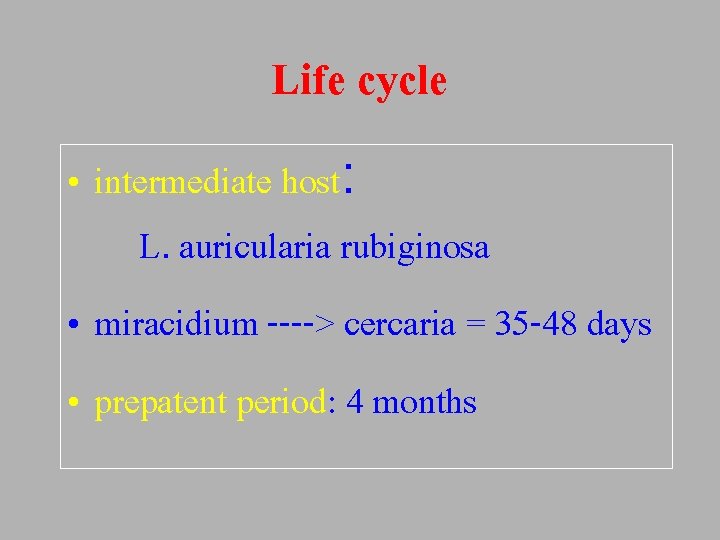 Life cycle • intermediate host: L. auricularia rubiginosa • miracidium ----> cercaria = 35