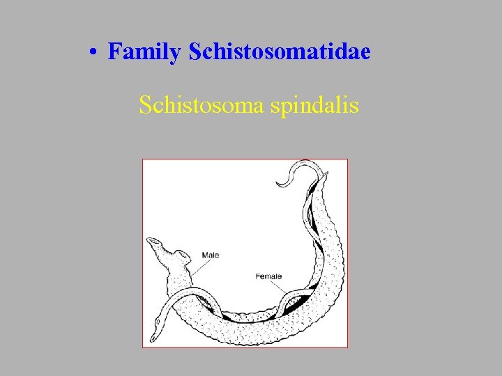  • Family Schistosomatidae Schistosoma spindalis 