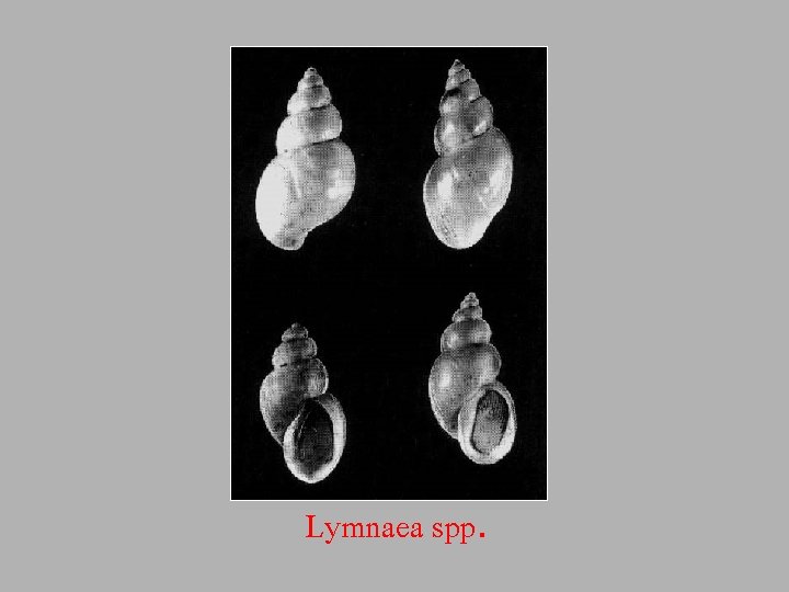 Lymnaea spp. 