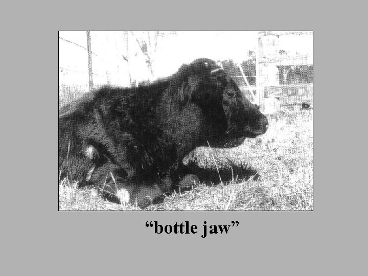 “bottle jaw” 