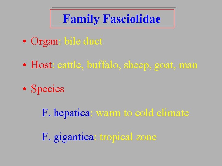 Family Fasciolidae • Organ: bile duct • Host: cattle, buffalo, sheep, goat, man •