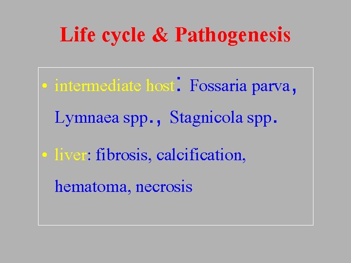 Life cycle & Pathogenesis • intermediate host: Fossaria parva, Lymnaea spp. , Stagnicola spp.