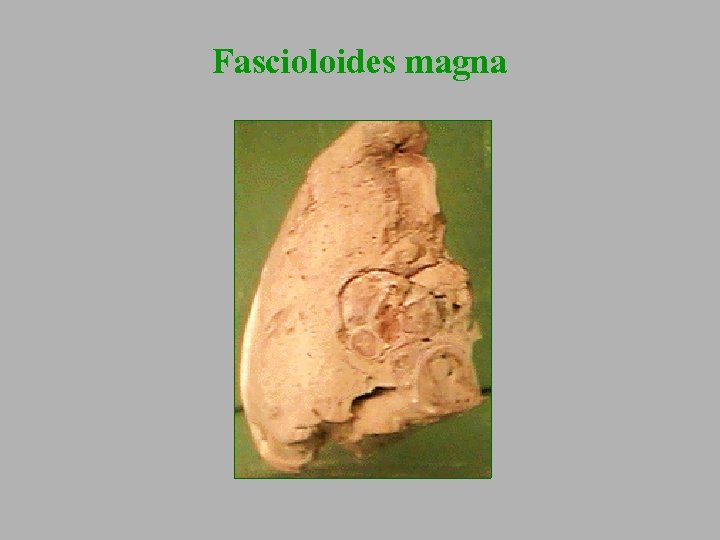 Fascioloides magna 