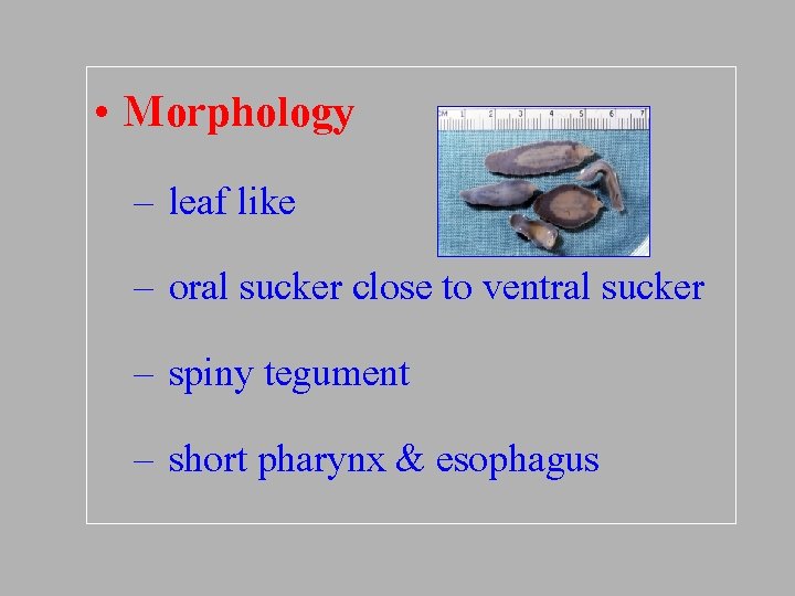  • Morphology – leaf like – oral sucker close to ventral sucker –