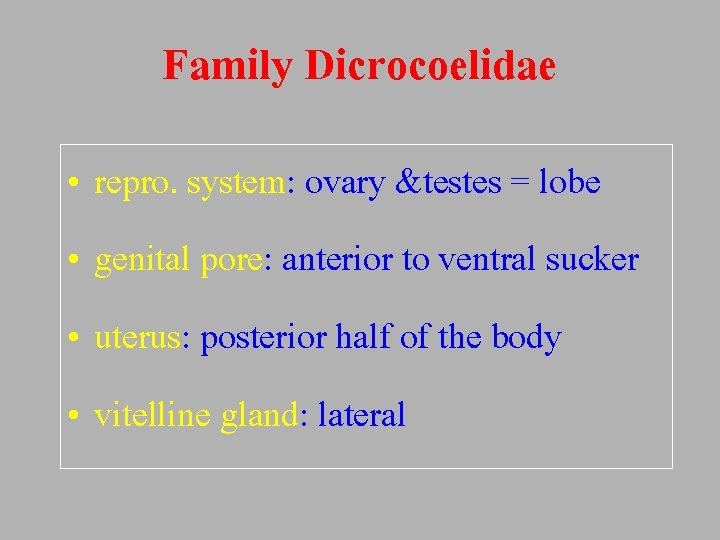 Family Dicrocoelidae • repro. system: ovary &testes = lobe • genital pore: anterior to