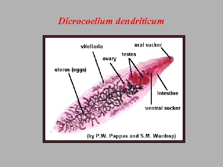 Dicrocoelium dendriticum 