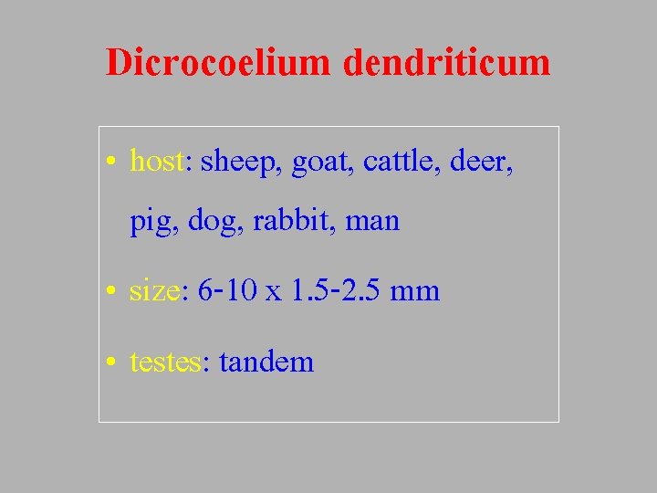 Dicrocoelium dendriticum • host: sheep, goat, cattle, deer, pig, dog, rabbit, man • size: