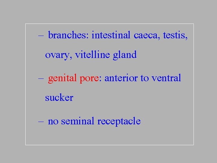 – branches: intestinal caeca, testis, ovary, vitelline gland – genital pore: anterior to ventral