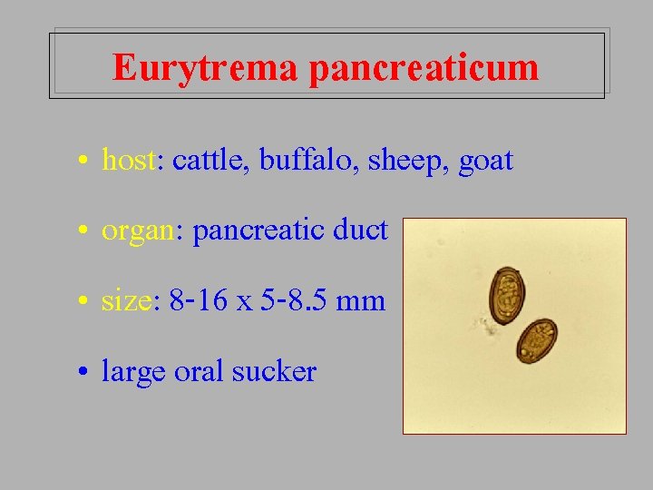 Eurytrema pancreaticum • host: cattle, buffalo, sheep, goat • organ: pancreatic duct • size: